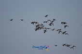 철새가 논두렁에서 날아오르는 모습15사진(00016)