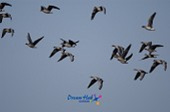철새가 논두렁에서 날아오르는 모습사진(00001)