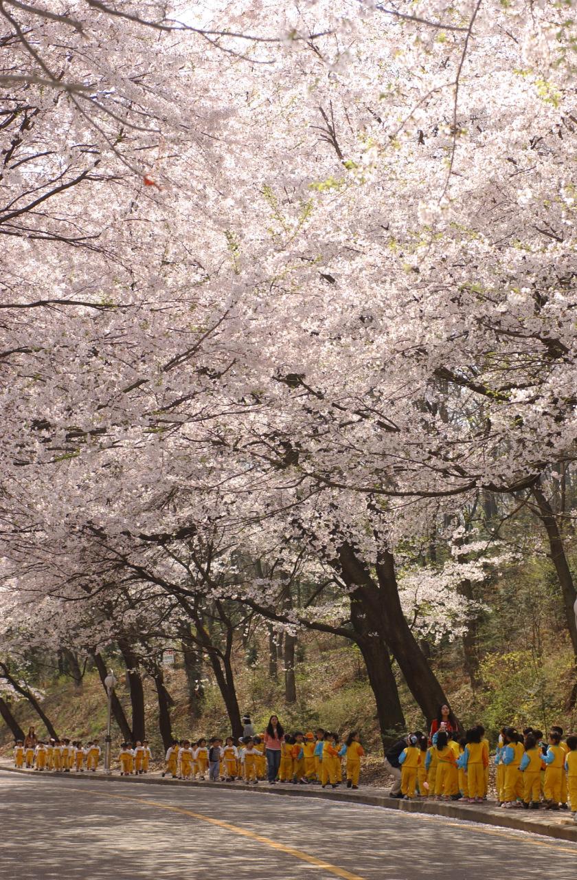 은파유원지 벚꽃