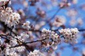벚꽃사진(00002)