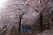 은파유원지 벚꽃사진(00001)