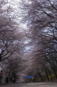 은파유원지 벚꽃사진(00004)