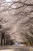 은파유원지 벚꽃사진(00005)