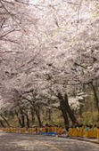 은파유원지 벚꽃사진(00006)