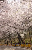 은파유원지 벚꽃사진(00007)