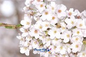 은파유원지 벚꽃사진(00014)