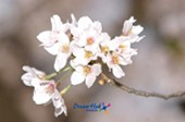 은파유원지 벚꽃사진(00015)