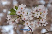 은파유원지 벚꽃사진(00017)