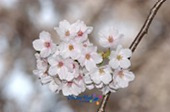 은파유원지 벚꽃사진(00019)