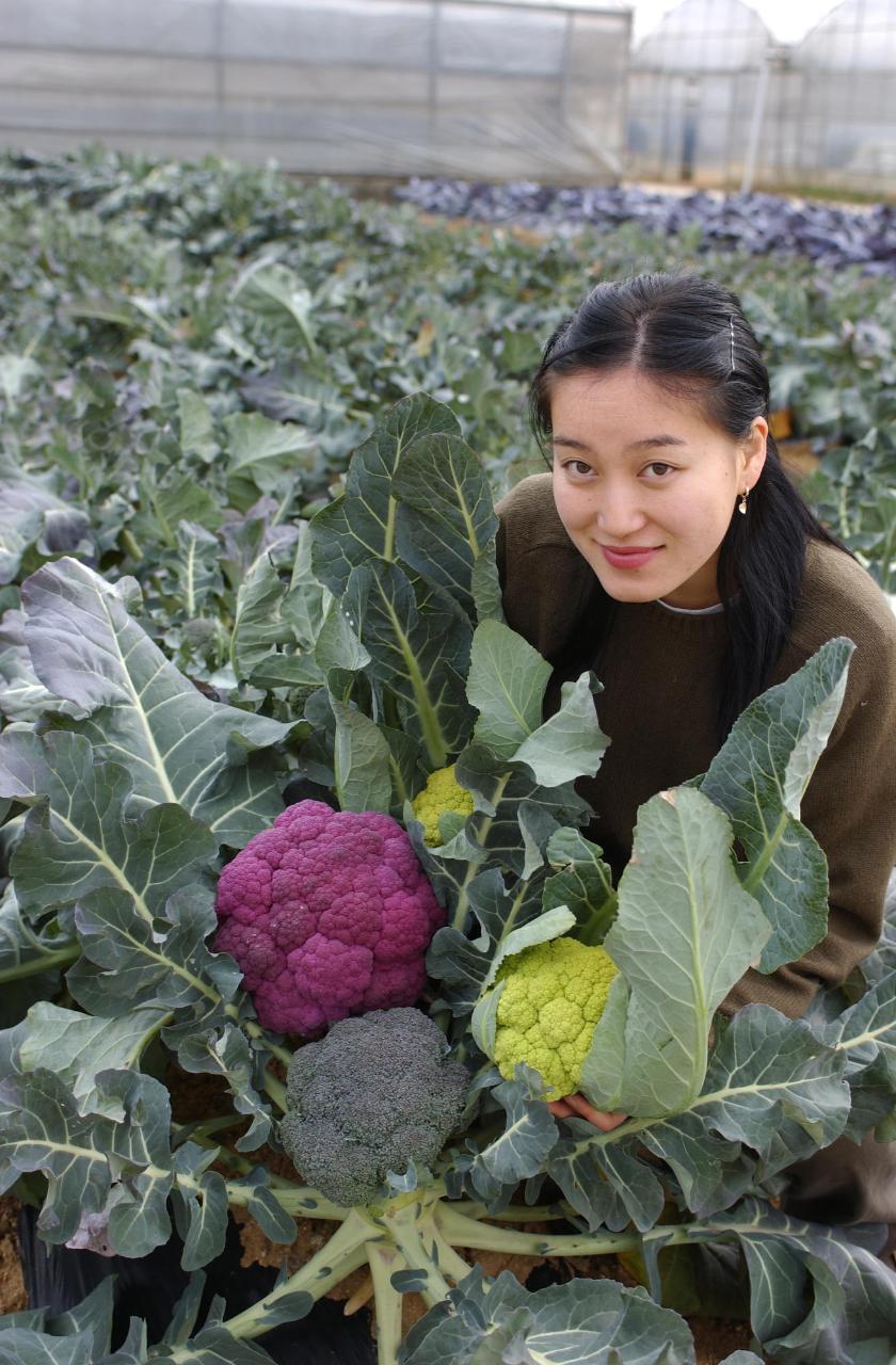 브로콜리 재배