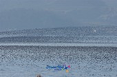 가창오리가 떼지어 금강을 날아다니는 모습2사진(00003)