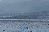 가창오리가 떼지어 금강을 날아다니는 모습5사진(00006)