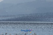 가창오리가 떼지어 금강을 날아다니는 모습6사진(00007)