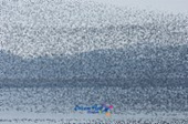 가창오리가 떼지어 금강을 날아다니는 모습12사진(00013)