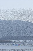 가창오리가 떼지어 금강을 날아다니는 모습13사진(00014)