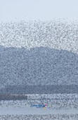 가창오리가 떼지어 금강을 날아다니는 모습14사진(00015)