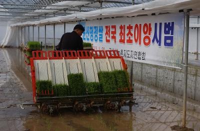 청정쌀 전국최초 모내기1