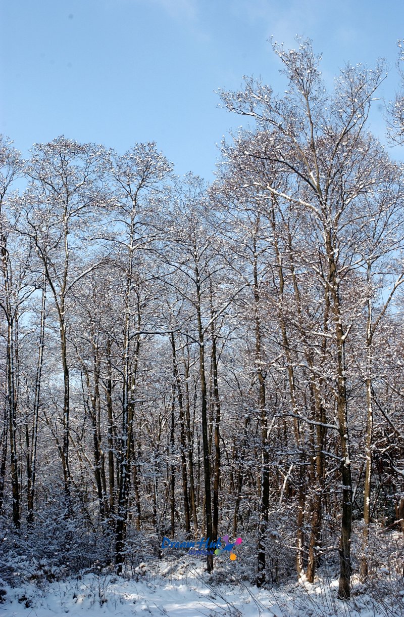 눈덮인 수원지 주변 나무들