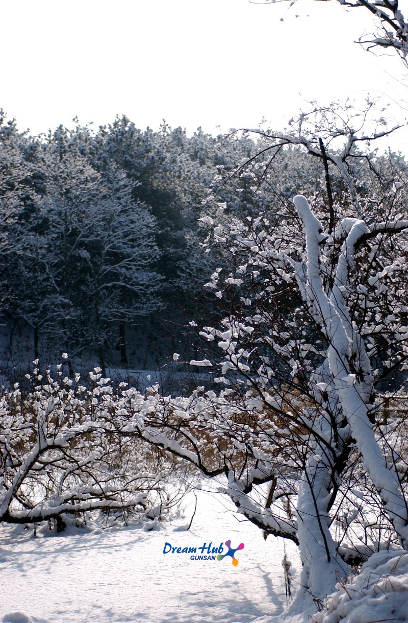 눈덮인 나무의 모습