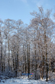 눈덮인 수원지 주변 나무들사진(00003)