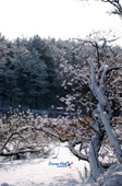 눈덮인 나무의 모습사진(00006)