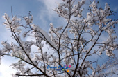 파란 하늘을 배경으로 눈덮인 나무가지사진(00009)