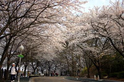 2005년벚꽃축제