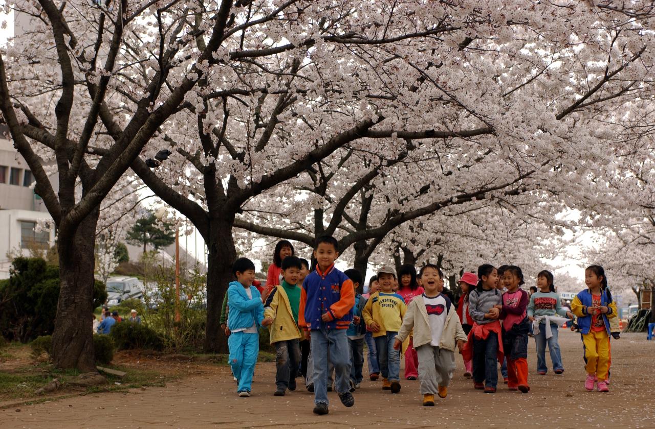 2005년벚꽃축제