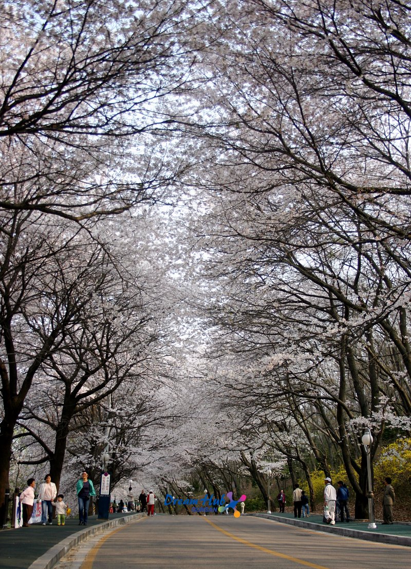 2005년벚꽃축제