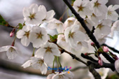 2005년벚꽃축제사진(00008)