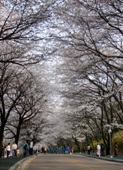 2005년벚꽃축제사진(00009)