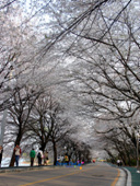 2005년벚꽃축제사진(00011)