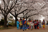 2005년벚꽃축제사진(00012)