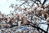 2005년벚꽃축제사진(00013)