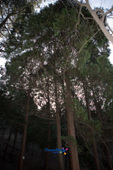 웅장한 나무의 모습 1사진(00007)