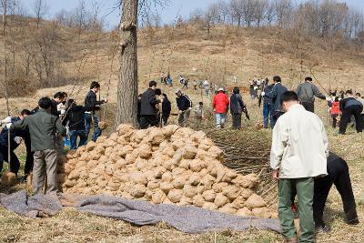 식목일에 쓰일 많은 묘목들