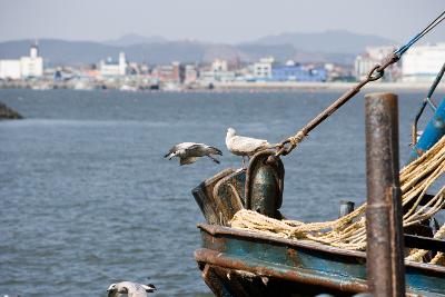 배 위에 앉은 기러기의 모습