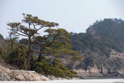 어청도 주변의 소나무 2