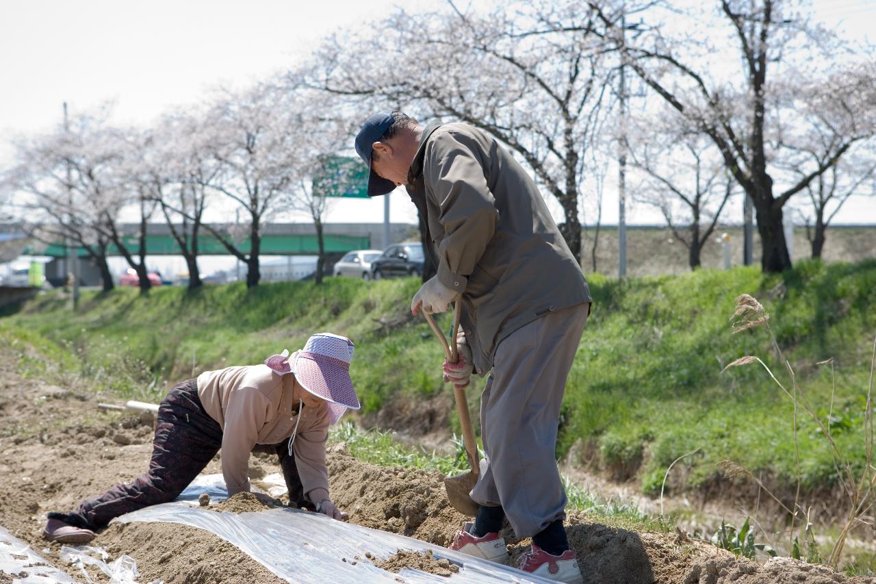 밭에 두렁을 만들고 계신 농부분들 8