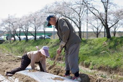 밭에 두렁을 만들고 계신 농부분들 6