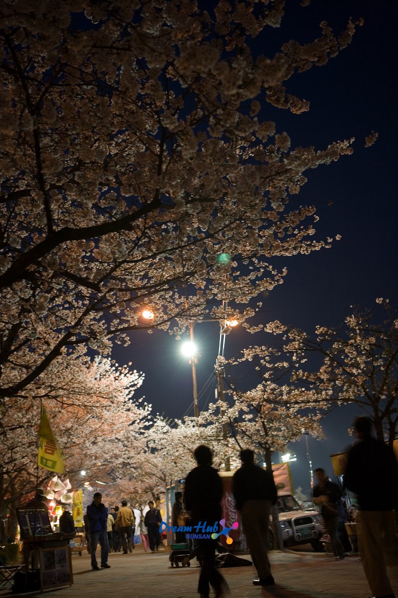 밤에 보는 벚꽃의 모습 1