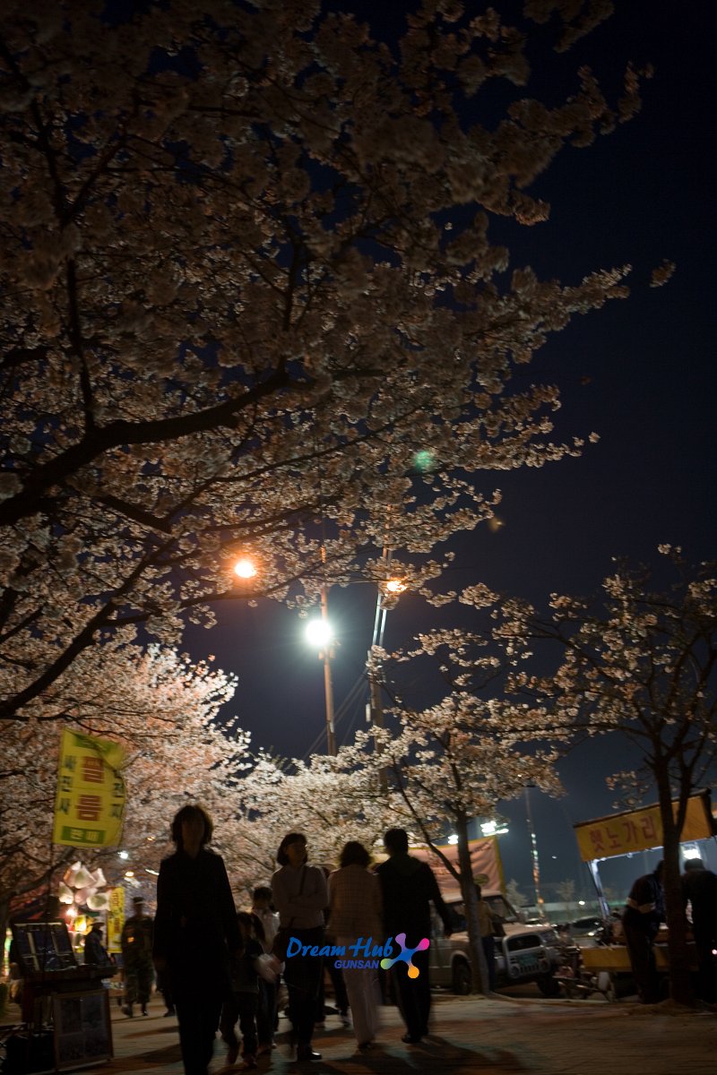 밤에 보는 벚꽃의 모습 2
