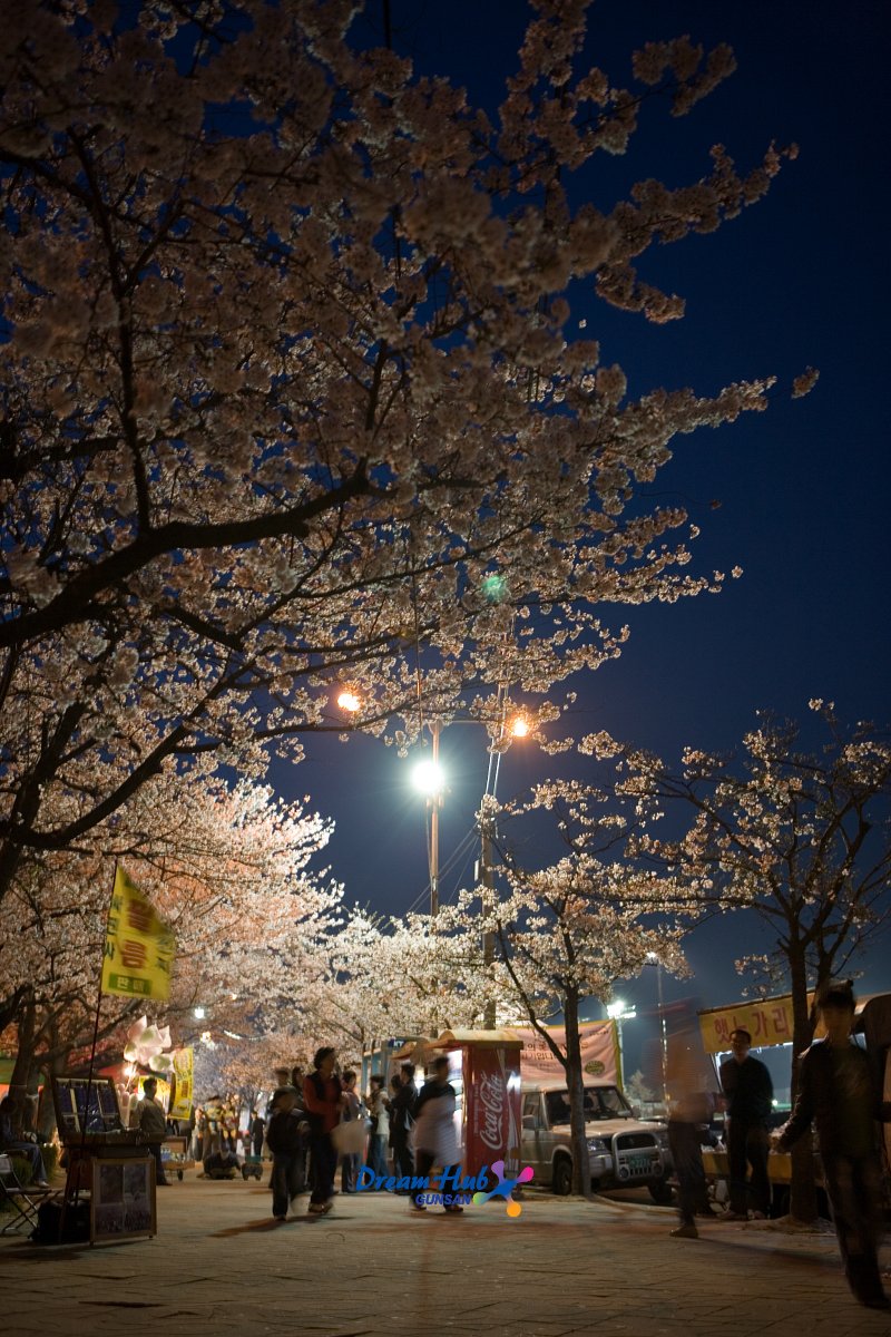 밤에 보는 벚꽃의 모습 3