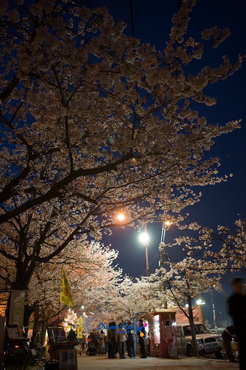 밤에 보는 벚꽃의 모습 4