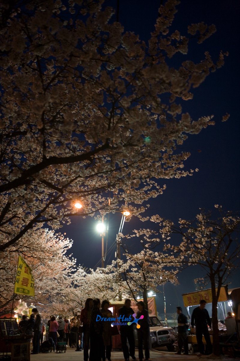 밤에 보는 벚꽃의 모습 5