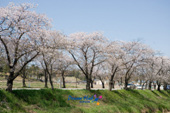 전군간도로의 무성하게 핀 벚꽃길 1사진(00001)
