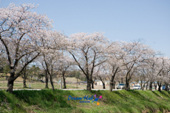 전군간도로의 무성하게 핀 벚꽃길 2사진(00002)