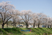 전군간도로의 무성하게 핀 벚꽃길 3사진(00003)