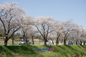 전군간도로의 무성하게 핀 벚꽃길 4사진(00004)