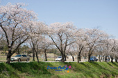 전군간도로의 무성하게 핀 벚꽃길 5사진(00005)
